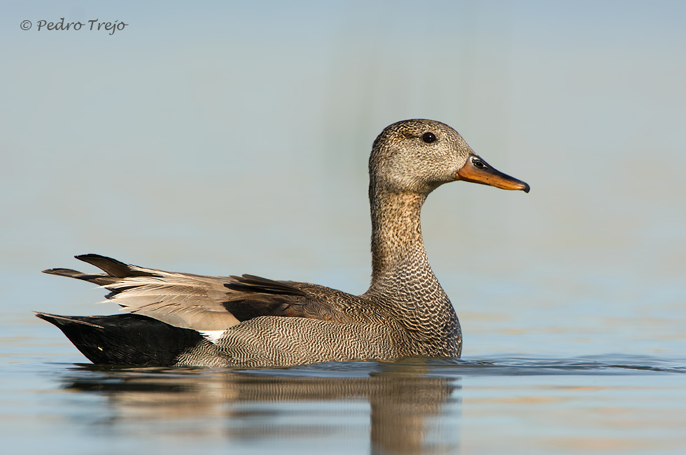 Anade Friso (Anas strepera)